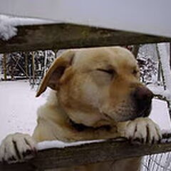 Dit is Mika. Overleden op 29-04-2009.