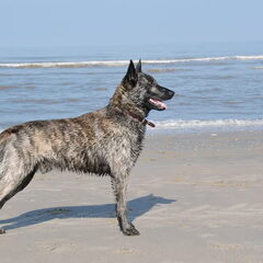 http://hollandseherders-storm-en-beer.nl Storm ( Douglas)…