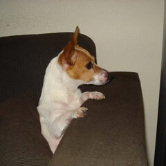 mijn overleden maatje op 30-04-2012. dit was in maart en…