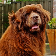 Onze Gandor