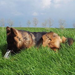 gekamd door de wind....
