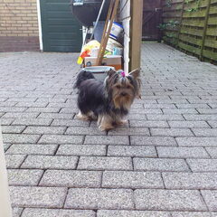 Lieffie!