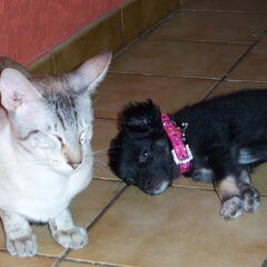 Kleine Lana Met Onze Kater....