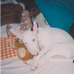 dit is ons bulletje als pup de eerste nacht bij ons.in bed…