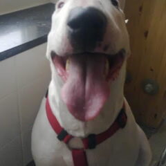 dit is ons bulletje nu ruim 8 jaar oud :) deze foto is…