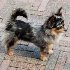 Mei-Li ons blue merle teefje van 2,5 jaar oud.