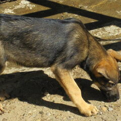 Romy, mijn nieuwe eigen pup uit Roemenie. Komt 3 juni naar…
