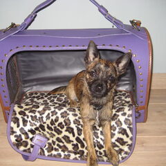 Lola in haar nieuwe verplaatsbare mand,helemaal happy!