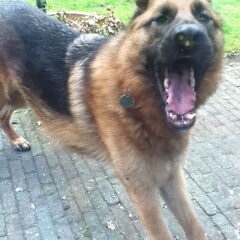 Gekke Max!