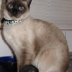 Mushu, siamese kat
