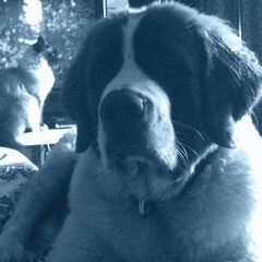 Gibson (sint bernard pup) en Shumi (heilige birmaan poes)…