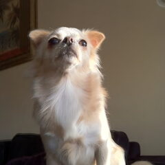 Lizzy !