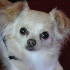 Lizzy !!