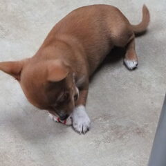 Hier is onze puppy Tia,ze is nu 13 weken oud.