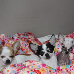 Dit zijn Baby-lu, Panda en Fluffy!
