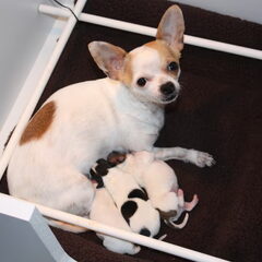 Baby-Lu en baby Panda