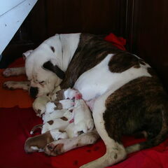 het nest van bliksem x spike darkenwald 10 pups ;7 reutjes…