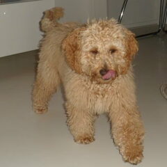Hier is Happy 6 maanden met zijn puppyvacht.