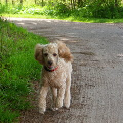Heerlijk wandelen in het bos.