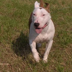 dit is mijn hondje moesj ik he haar van een asiel en het is…