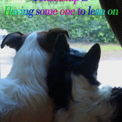 "Friendship is having some one to lean on" Napoleon (links)…