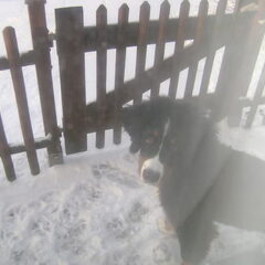 wat is dat leuk in de sneeuw !!!