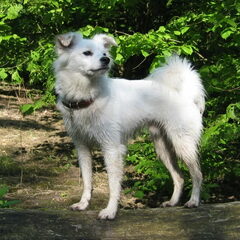 kobus
