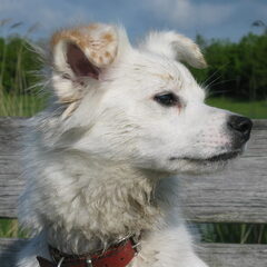 portret kobus