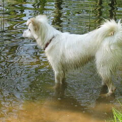 pootje baden kobus
