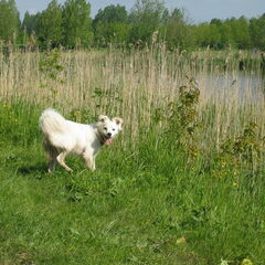 kobus