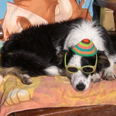 Feestnummer