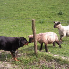 Hallo allemaal,ik ben Rex een 6 jarige Rottweiler,ze zeggen…
