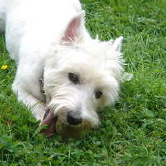 Chaya +/- 10 jaar oud
