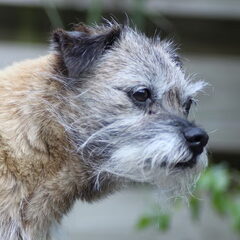 Terry, mijn eerste border terrier, toen ze 14 was.