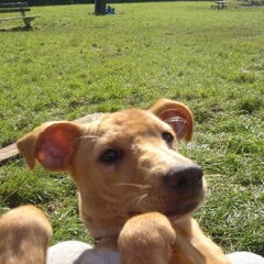 dit is bruno een podenco uit spanje van sphoek