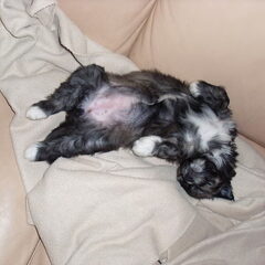 snoopy 3 maanden oud