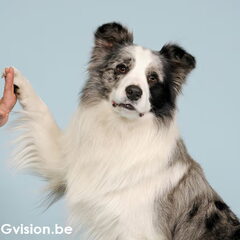 Dit is Aslan mijn blue merle reu. Hij is een lieve…