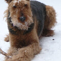 Dat is de beste uitvinding ooit SNEEUW!