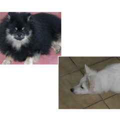 Mn 2 beste maatjes.