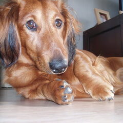 Dit is onze donya. Een grote deugeniet..