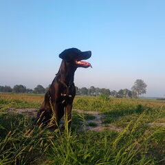 Senna 8 1/2 maand