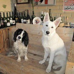 samen met bandit