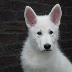 daya 11 weken