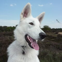 oirschotse heide