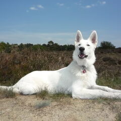 oirschotse heide
