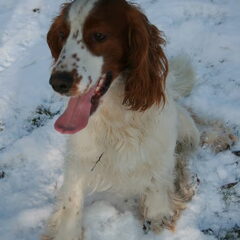 Wat doet Laika nu weer.....