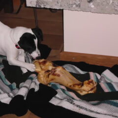 Tesli's kerst