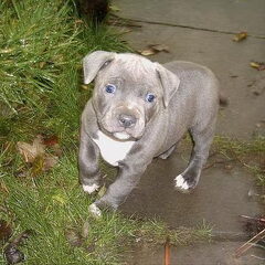 mijn Binkje nog puppy!