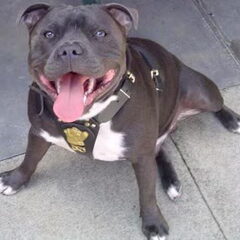 stoere kerel