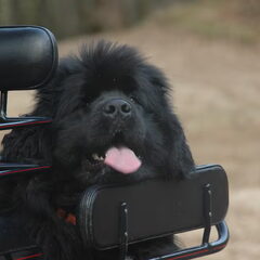 Blije hond rust even uit achter op de kar..